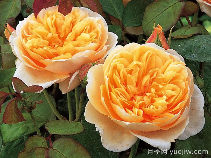 珍妮奧斯汀月季/杰恩奧斯汀(圖1)