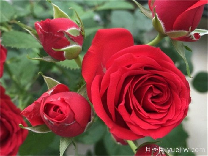 推薦五個陽臺盆栽月季，每個都是精選的(圖4)