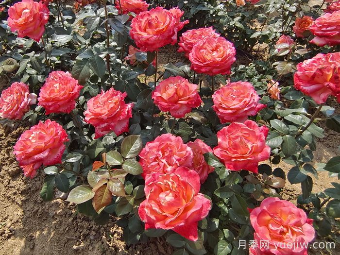 秋天做到這4點(diǎn)，大花月季開(kāi)爆花(圖1)