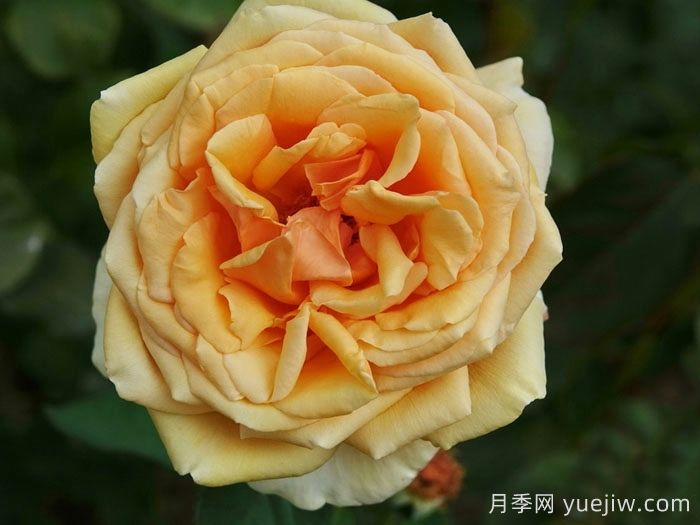 瓦倫西亞月季(圖1)