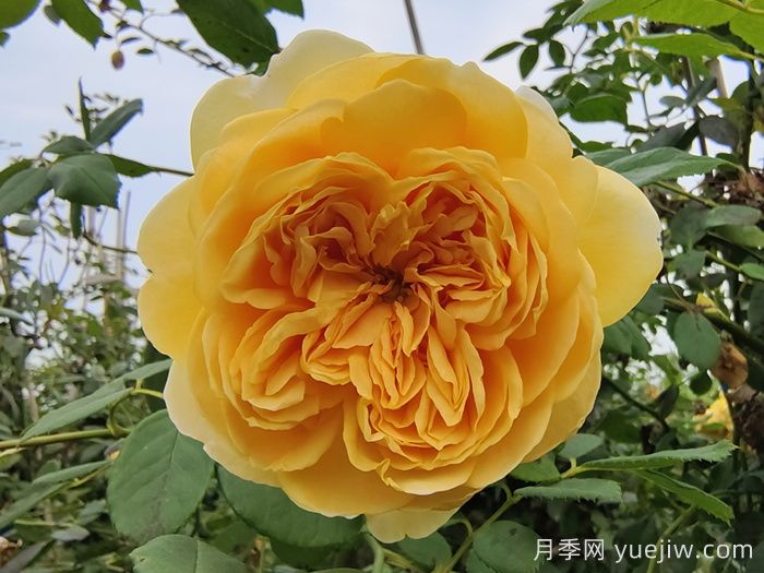 黃金慶典月季介紹及優(yōu)缺點(diǎn)(圖1)