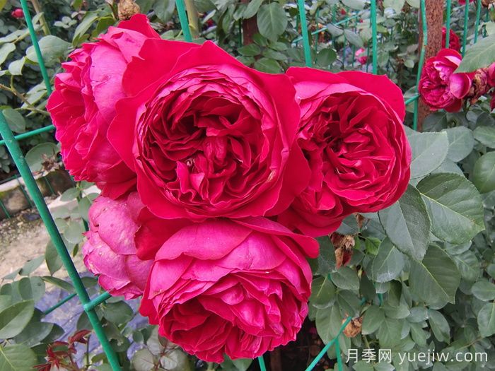 紅色龍沙寶石月季介紹和優(yōu)缺點(diǎn)(圖1)