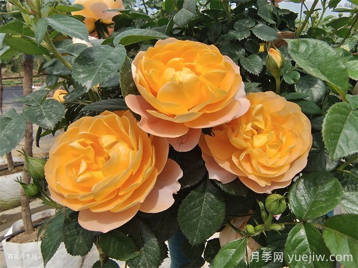 適合盆栽的灌木月季品種有哪些？(圖1)