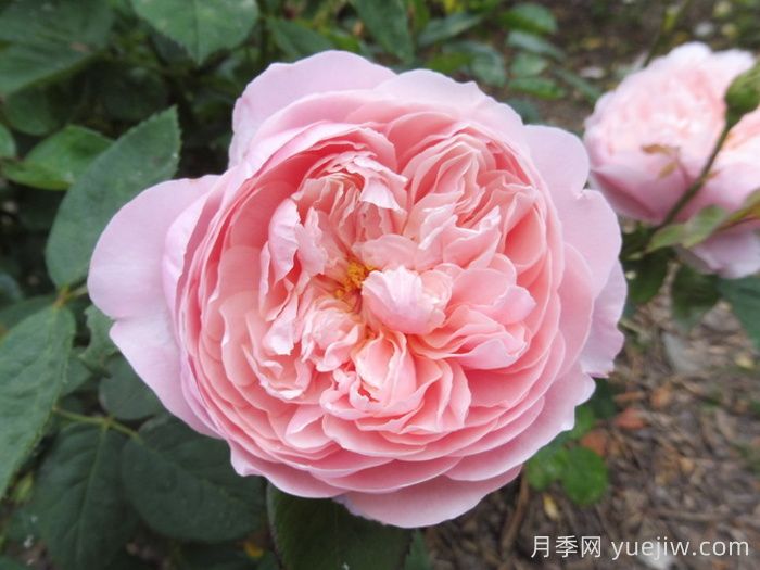 適合盆栽的灌木月季品種有哪些？(圖3)