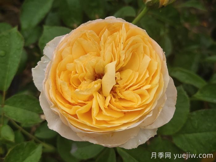 推薦十大優(yōu)秀的灌木月季品種(圖1)