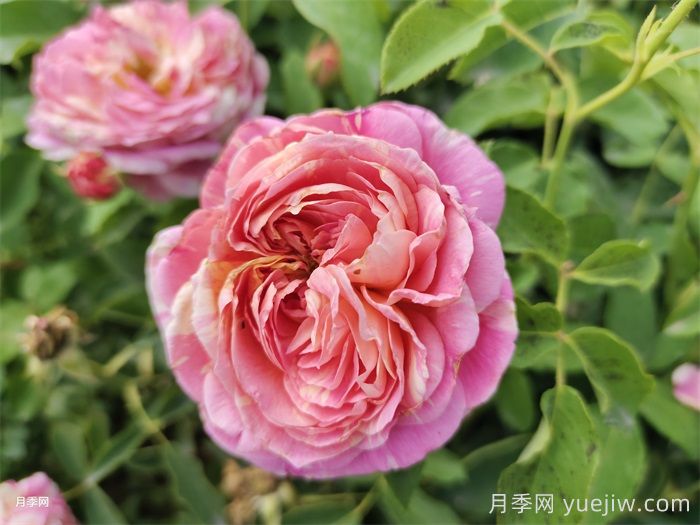 推薦十大優(yōu)秀的灌木月季品種(圖3)