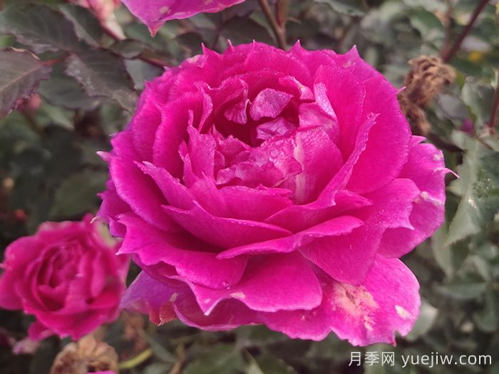 推薦十大優(yōu)秀的灌木月季品種(圖8)