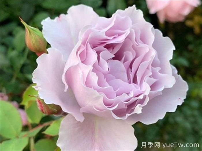 推薦十大優(yōu)秀的灌木月季品種(圖10)