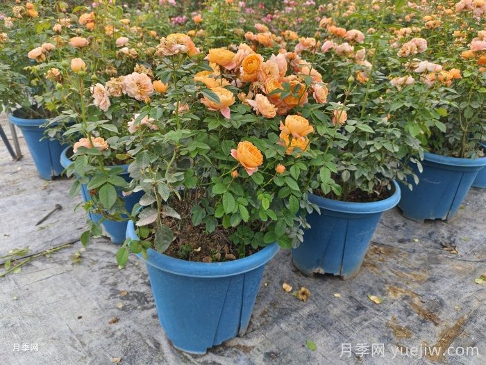 如何選擇合適的花盆種植月季？(圖2)