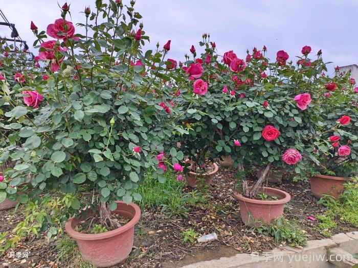 如何選擇合適的花盆種植月季？(圖1)