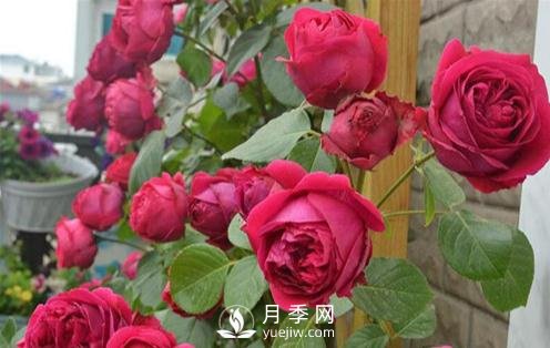 月季出現(xiàn)灰霉病怎么辦？(圖1)