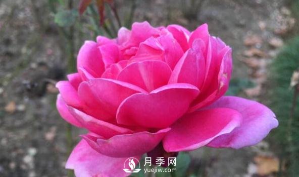 夏天來(lái)了，你該打理一下你的月季花了(圖1)