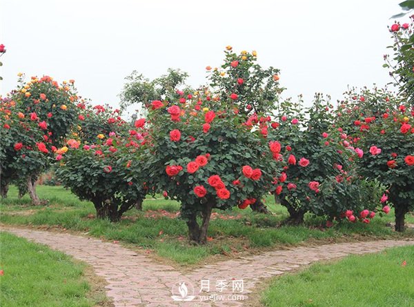 樹(shù)樁月季，樹(shù)樁月季怎么選擇老樁？(圖1)