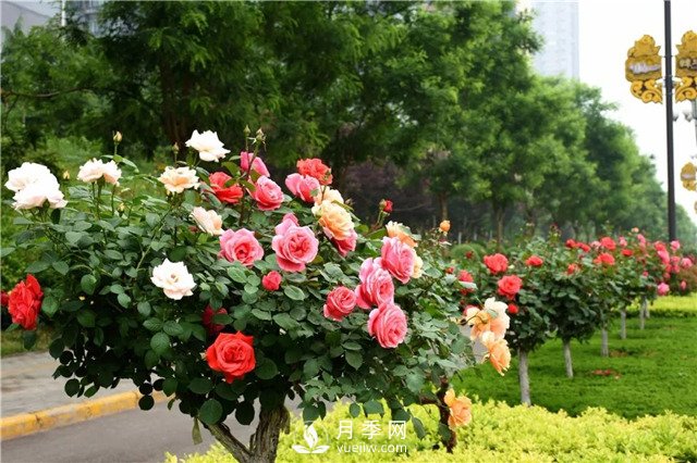 月季樹(shù)多少錢一棵？2021年Q1南陽(yáng)樹(shù)狀月季價(jià)格(圖1)