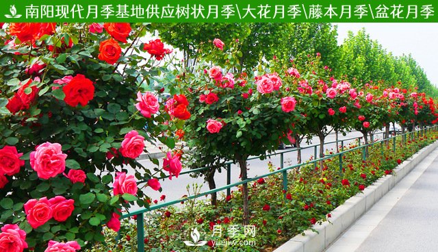 月季樹(shù)多少錢一棵？2021年Q1南陽(yáng)樹(shù)狀月季價(jià)格(圖3)