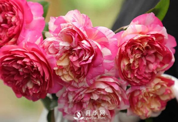 如何辨認(rèn)玫瑰花是否染色？月季網(wǎng)告訴你如何選擇？(圖1)