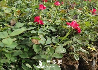 月季苗栽培、養(yǎng)護(hù)、銷售日歷(圖1)