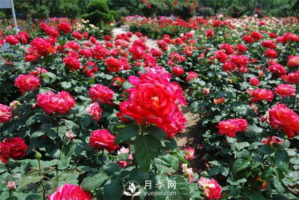 農(nóng)民投資月季種植，致富前景怎么樣？(圖1)