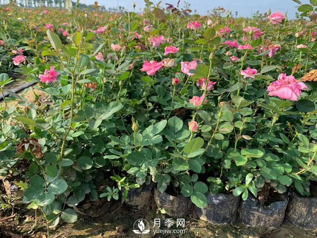 南陽營養(yǎng)缽月季苗多少錢？2021年盆栽月季價格，盆花月季批發(fā)價格(圖1)