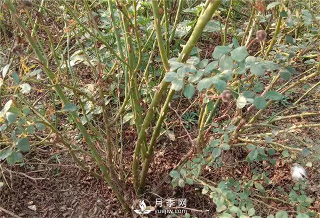 月季苗價格多少一棵？南陽月季種植基地報價(圖3)