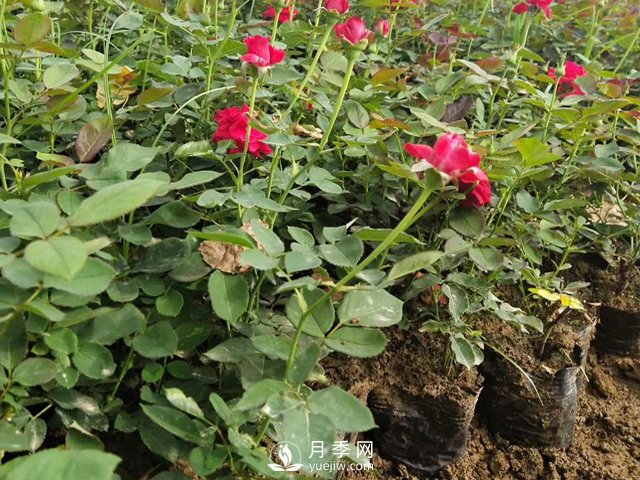 月季苗價格多少一棵？南陽月季種植基地報價(圖1)