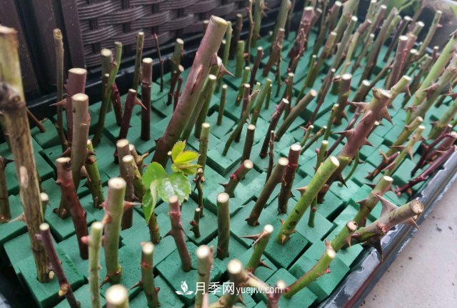 花泥扦插月季，不用假植存活率高，基質(zhì)還能自然降解很環(huán)保(圖3)