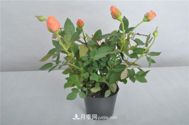 月季花姿色多樣！學(xué)習(xí)催花技巧，一年四季都開花(圖2)