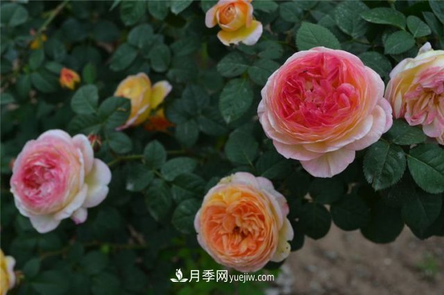 月季別亂買了，送你一份清單，都是經(jīng)典好品種(圖4)