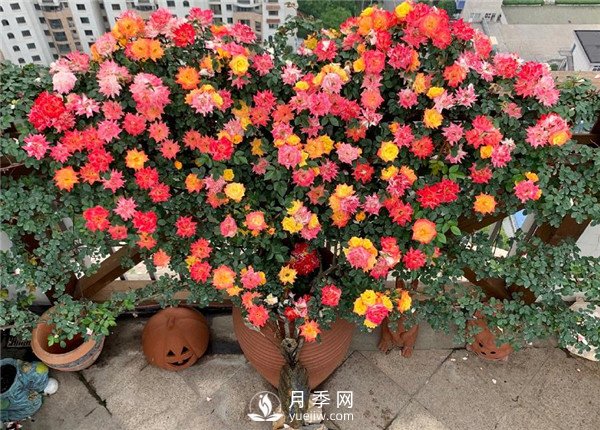 藤彩虹月季的優(yōu)缺點(diǎn)是什么？(圖1)