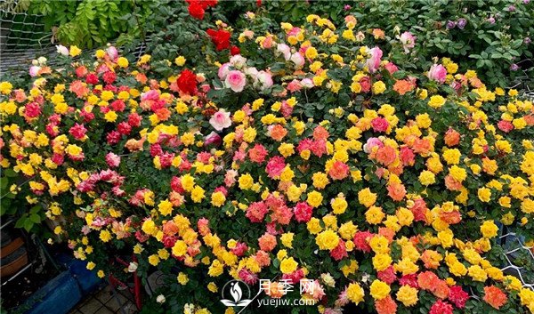 藤彩虹月季的優(yōu)缺點(diǎn)是什么？(圖2)