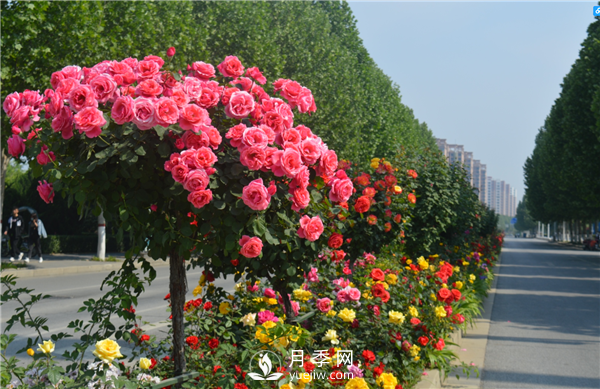 月季樹高貴典雅、花型花色多樣(圖3)