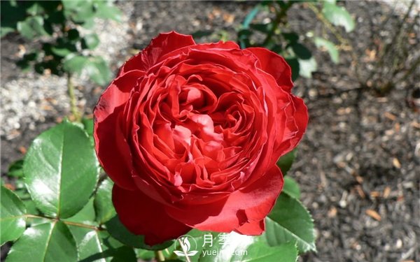 茶花女月季，值得推薦的切花月季(圖3)