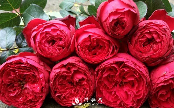 茶花女月季，值得推薦的切花月季(圖1)
