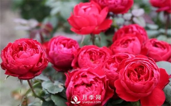 茶花女月季，值得推薦的切花月季(圖2)