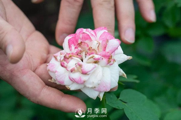 月季花后修剪怎么做？這樣做才能開爆(圖1)