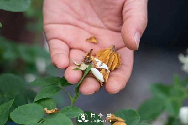 月季花后修剪怎么做？這樣做才能開爆(圖2)