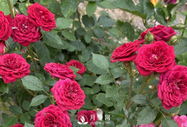 月季花怎么能開更多的花？(圖1)