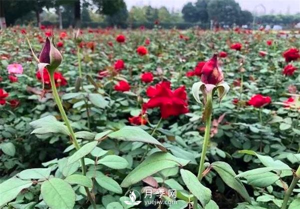 月季花可以扦插么？月季花的扦插步驟和養(yǎng)護(hù)！(圖1)