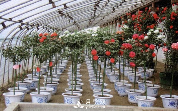 樹狀月季用什么作為砧木？(圖1)