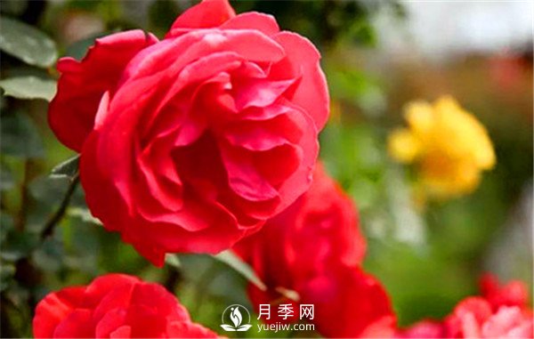 地栽月季，春季如何施肥？(圖1)