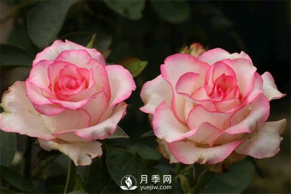 月季栽培月歷，南陽月季園4月的養(yǎng)護工作(圖1)