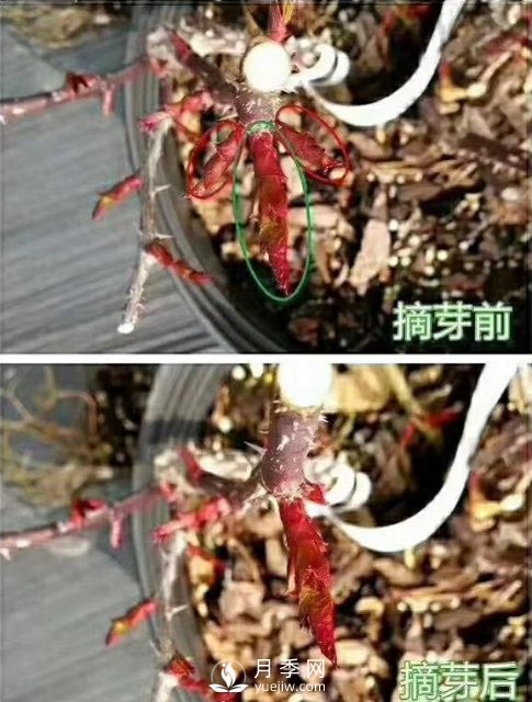 初春，月季抹芽攻略，一定要知道的五大原則(圖1)