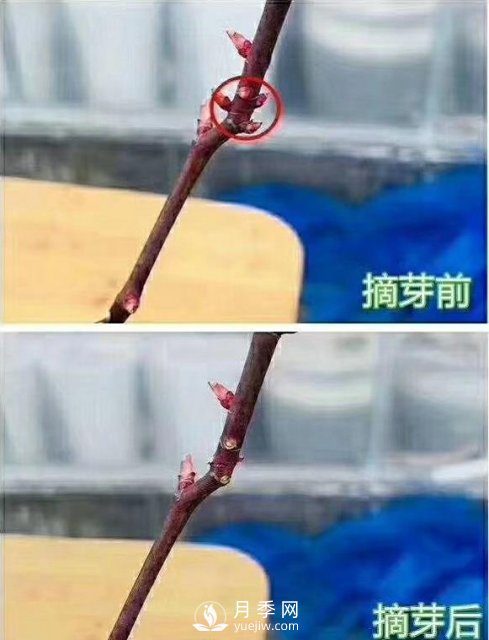 初春，月季抹芽攻略，一定要知道的五大原則(圖2)