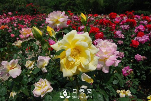月季多種繁育方法，你會那種？(圖1)