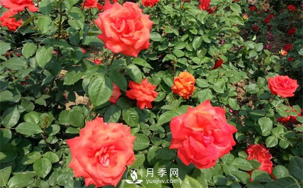 工程綠化用月季及其養(yǎng)護管理措施(圖2)