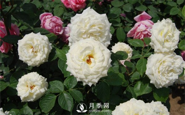 工程綠化用月季及其養(yǎng)護管理措施(圖3)