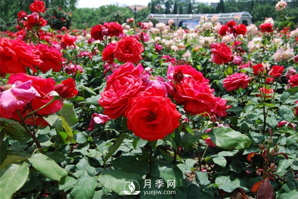 工程綠化用月季及其養(yǎng)護管理措施(圖1)