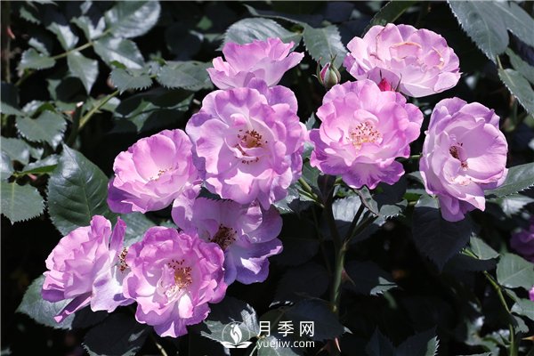 月季花有幾種顏色？(圖1)