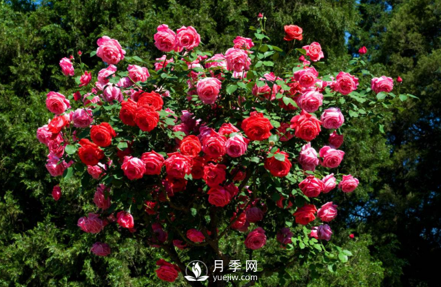養(yǎng)月季，教你“爆盆大法”，四季開不停每次都爆盆(圖3)
