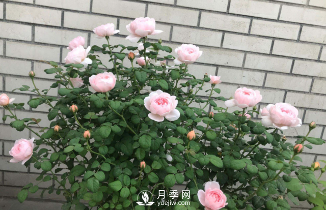 養(yǎng)月季，教你“爆盆大法”，四季開不停每次都爆盆(圖2)